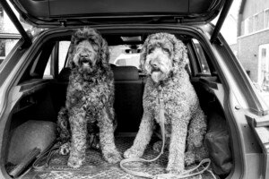 labradoodles achterin kofferbak honden portret