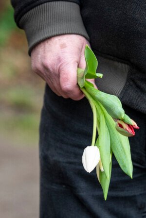 afscheid tulpen in hand